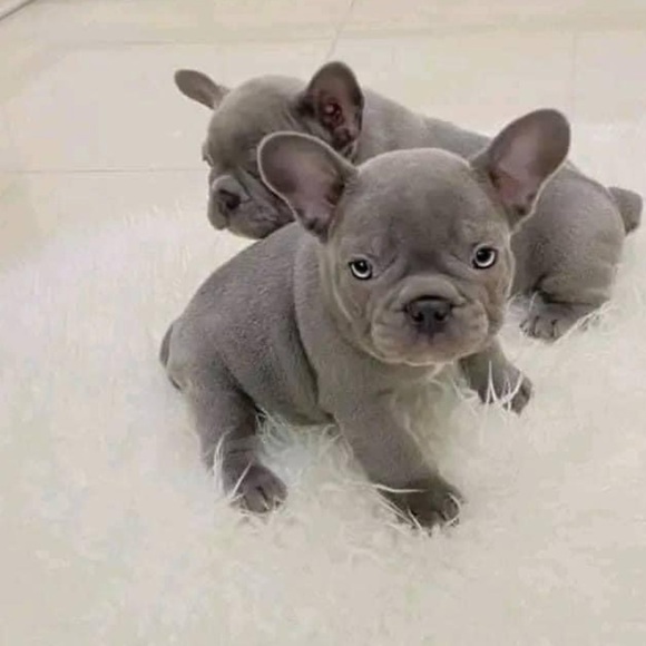 Meet your Posher, Sheena - Picture 5 of 5